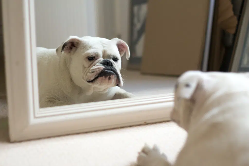 a bulldog looking at itself in the mirror